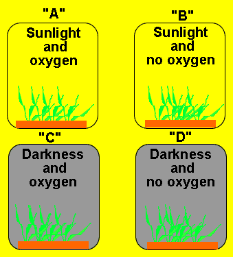 Experimental Technique - Controlled Experiment-plants ,oxygen And Sunlight